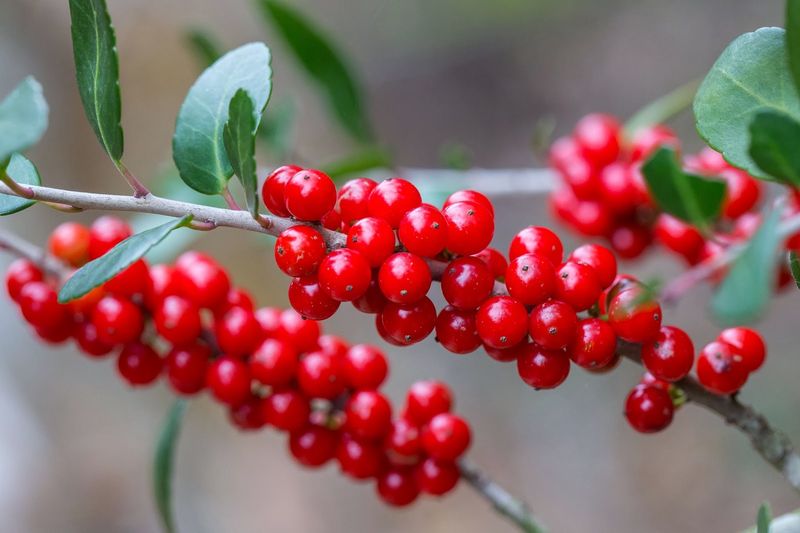 Female plants bring berries, but the fruit is not for people