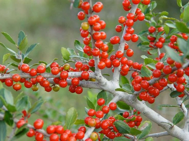 Female plants can carry fruit into winter