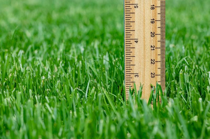 Fertilizer and mowing must fit your grass and region