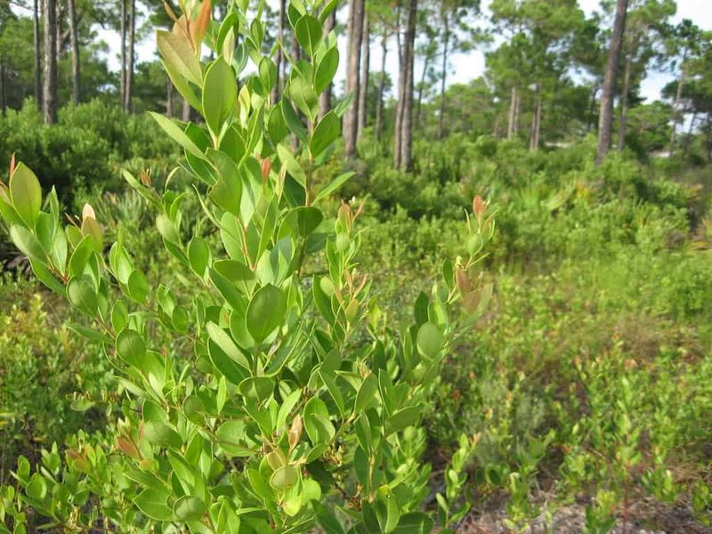 Fetterbush