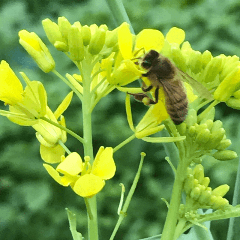 Field Mustard and Charlock Field Mustard and Charlock