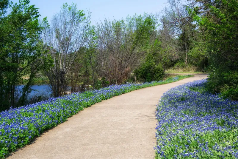 Find a sunny, well-drained place to sow