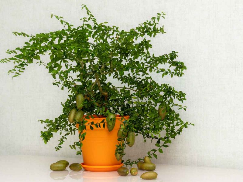 Finger Lime and Other Trendy Picks (Skip for Beginners)