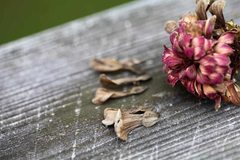 Finish drying and separate the seeds