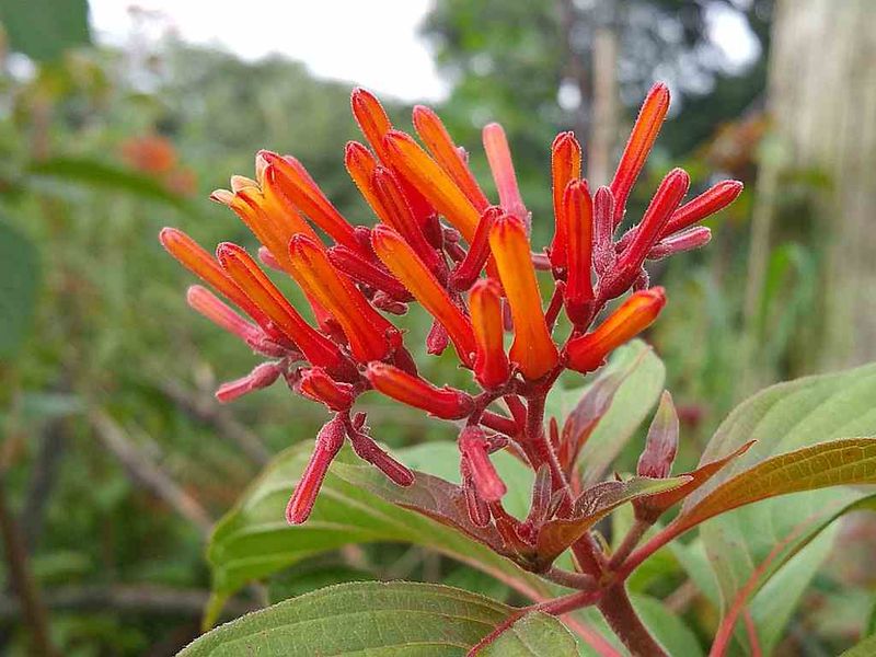 Firebush
