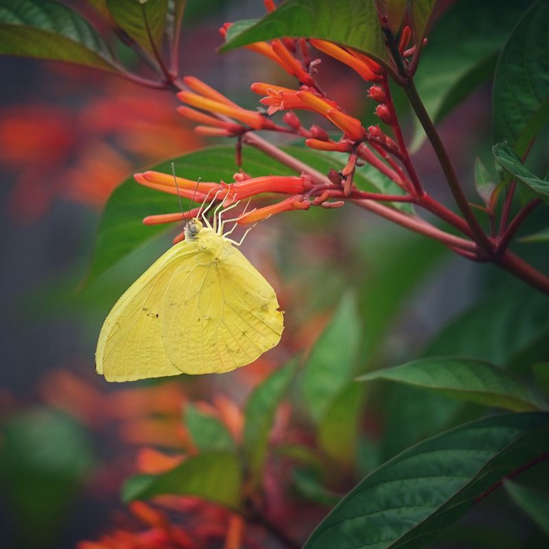 Firebush
