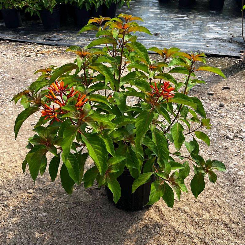 Firebush (Hamelia patens) Firebush (Hamelia patens)