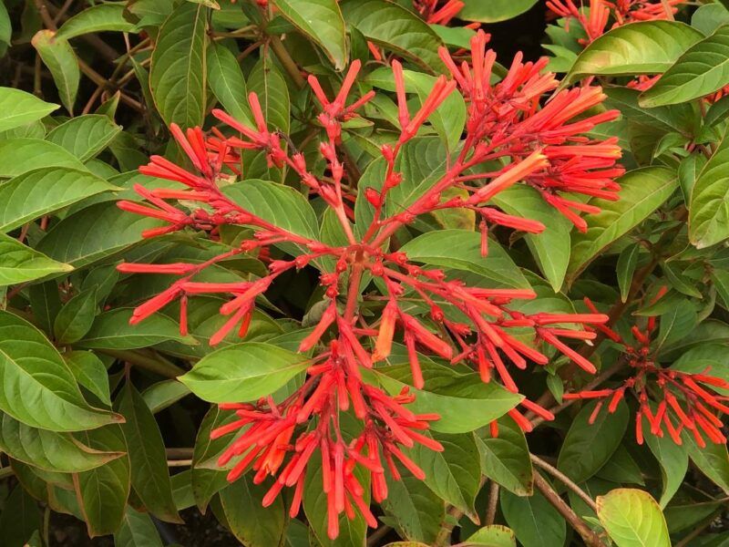 Firebush may offer hummingbirds nectar in fall Firebush may offer hummingbirds nectar in fall