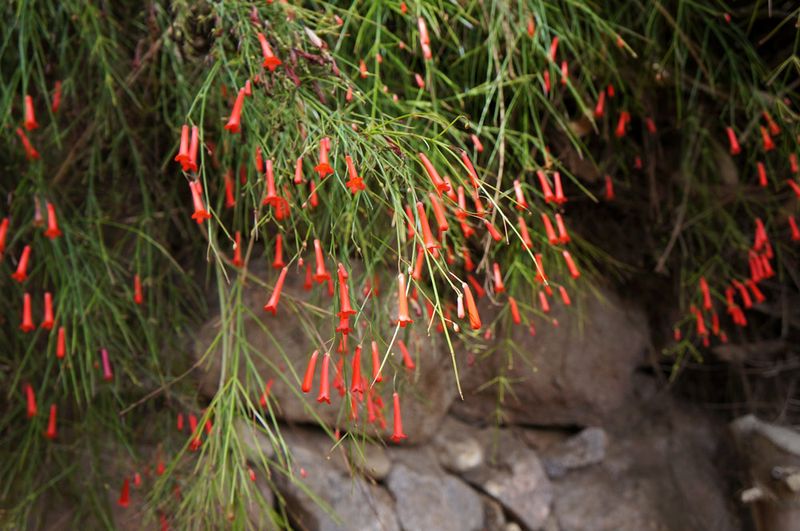 Firecracker Plant (Russelia equisetiformis)