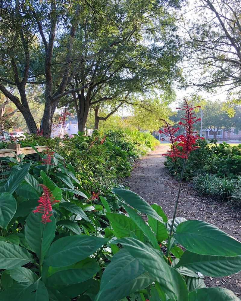 Firespike brings fall color to a partly shaded Florida bed Firespike brings fall color to a partly shaded Florida bed