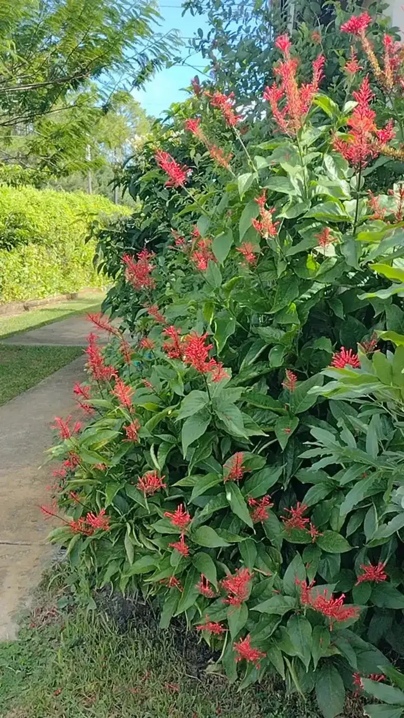 Firespike offers winter flowers, but it is not native