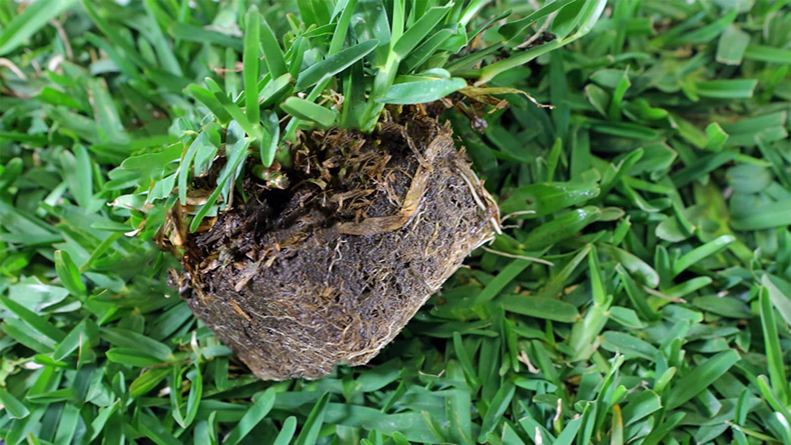 First confirm that your grass can be seeded