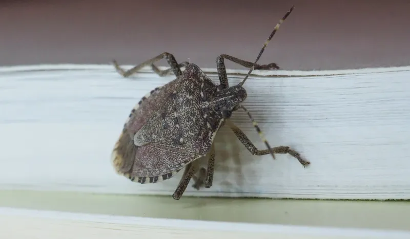 First, make sure it’s a brown marmorated stink bug First, make sure it’s a brown marmorated stink bug