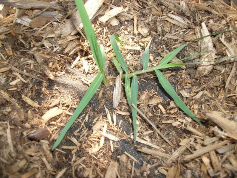 First, make sure the grass is torpedograss First, make sure the grass is torpedograss