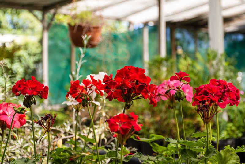 First, make sure your geranium is a Pelargonium