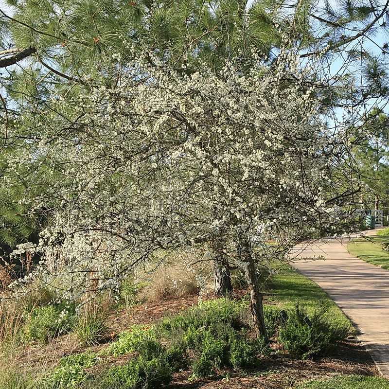 Flatwoods Plum