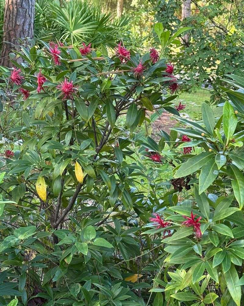 Florida Anise