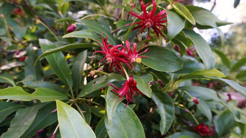 Florida Anise