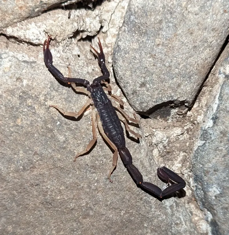 Florida Bark Scorpion
