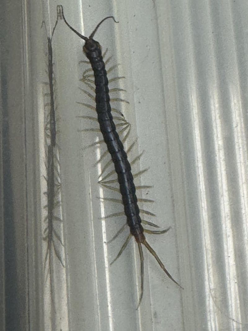 Florida Blue Centipede