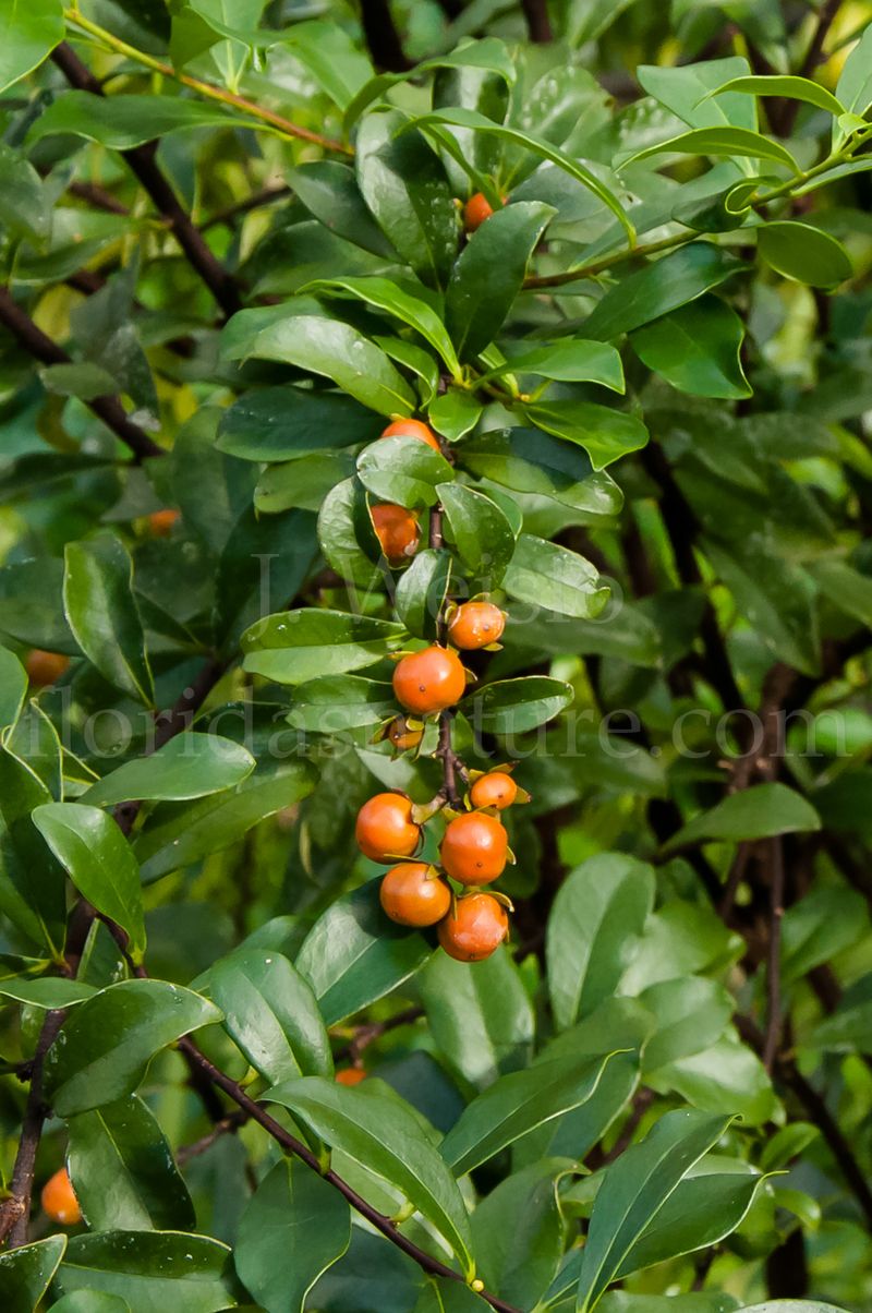 Florida Boxwood Florida Boxwood