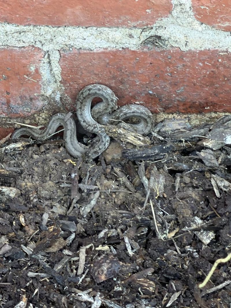 Florida Brownsnake