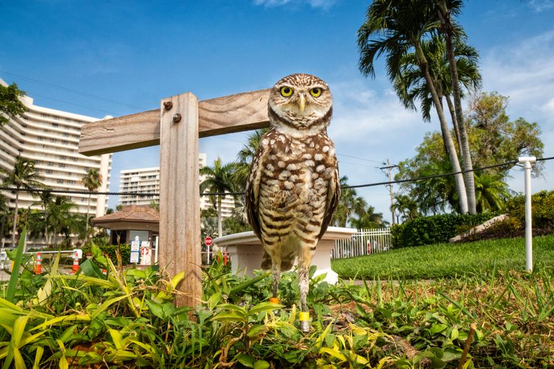 Florida Burrowing Owl