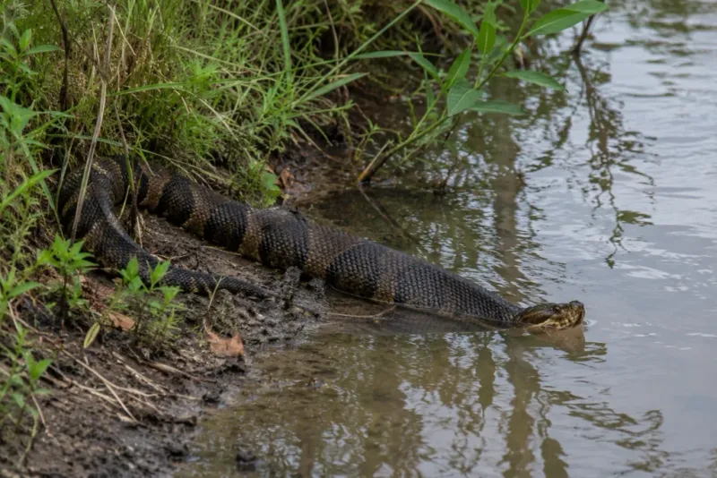 Florida Cottonmouth