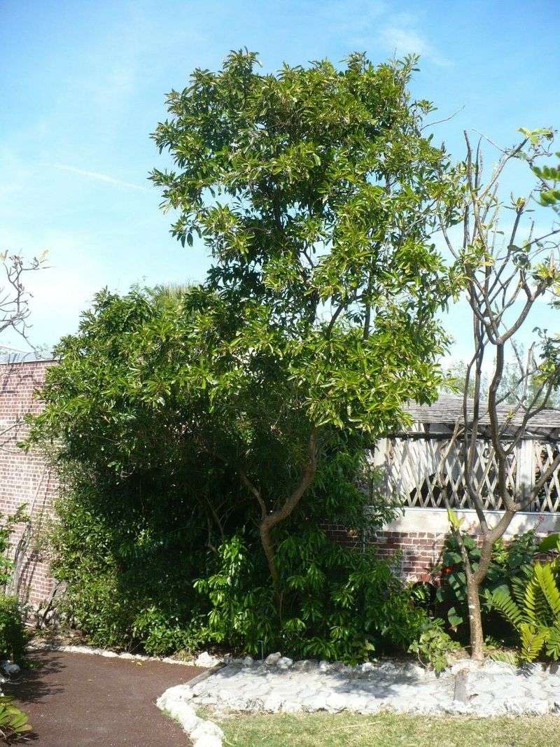 Florida Fiddlewood