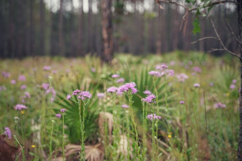 Florida Paintbrush