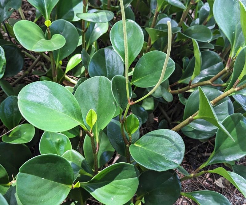 Florida Peperomia