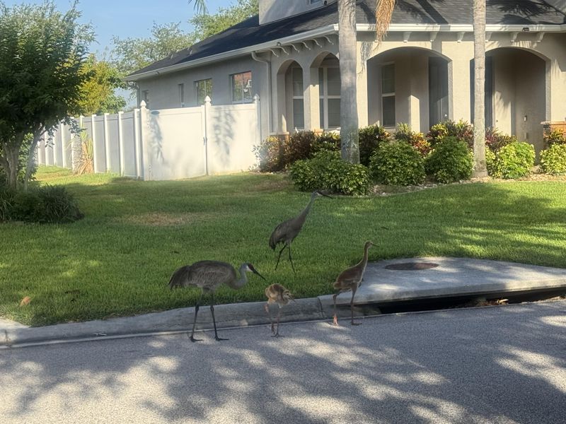 Florida Sandhill Crane