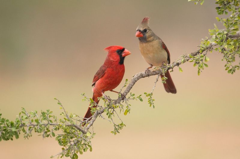 Florida cardinals are residents, not yard fixtures Florida cardinals are residents, not yard fixtures