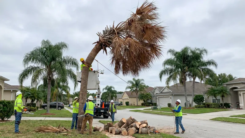 Florida guidance separates symptomatic palms from nearby healthy ones