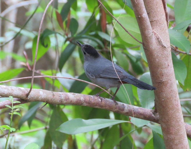 Florida has no single catbird arrival day
