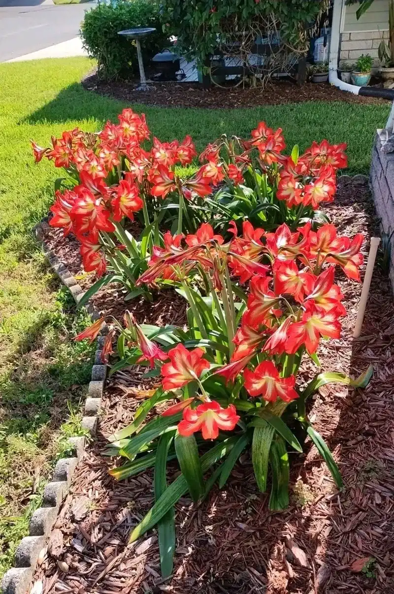 Florida landscape plants follow a different rhythm