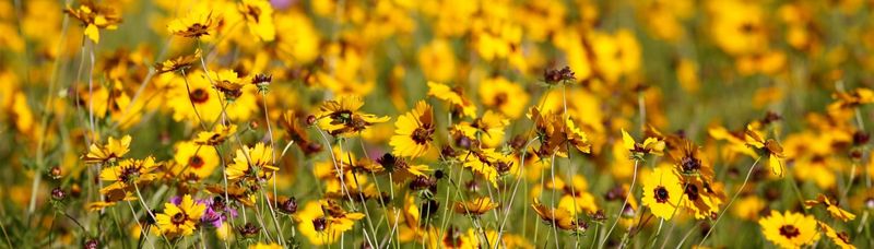 Florida wildflower planting windows vary by region