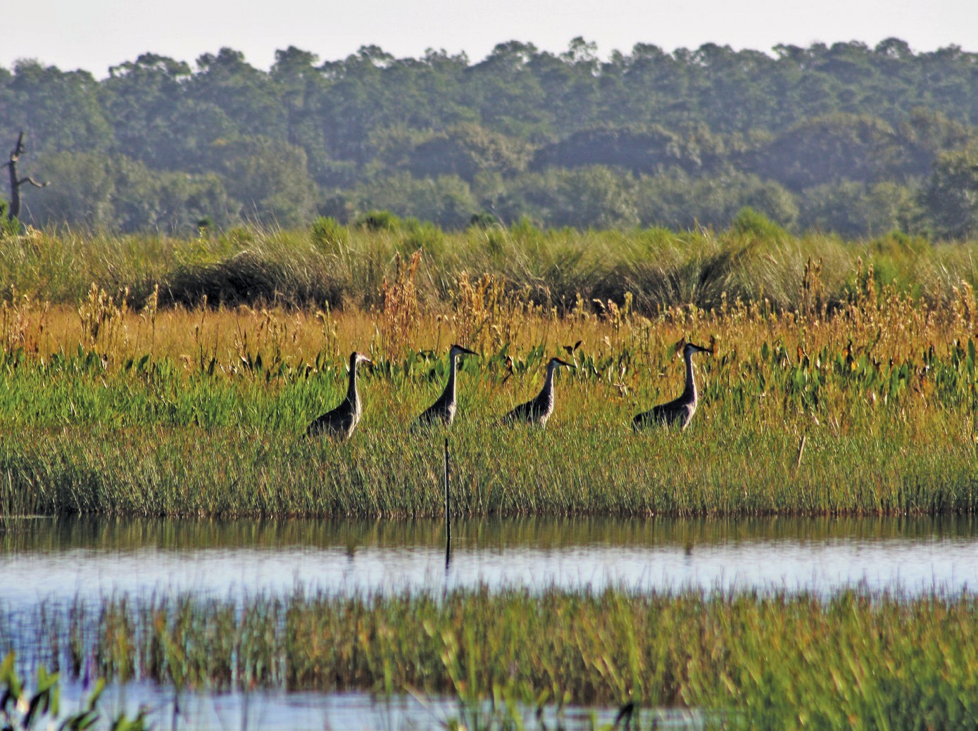 Florida’s fall crane sightings can include residents and migrants