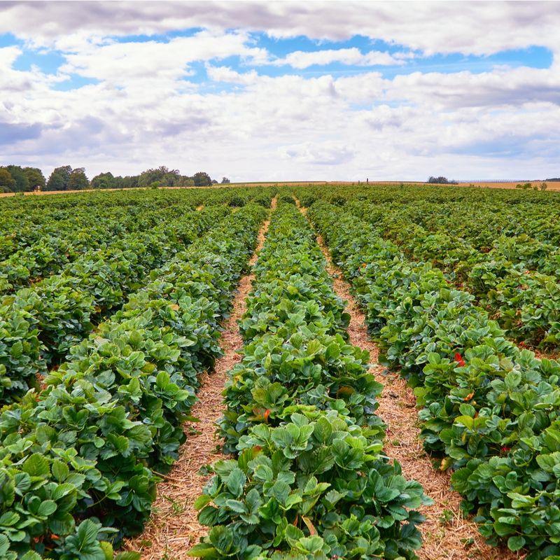 Florida’s planting window varies by region