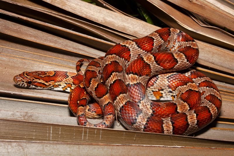 Florida’s red cornsnake is a native, nonvenomous neighbor