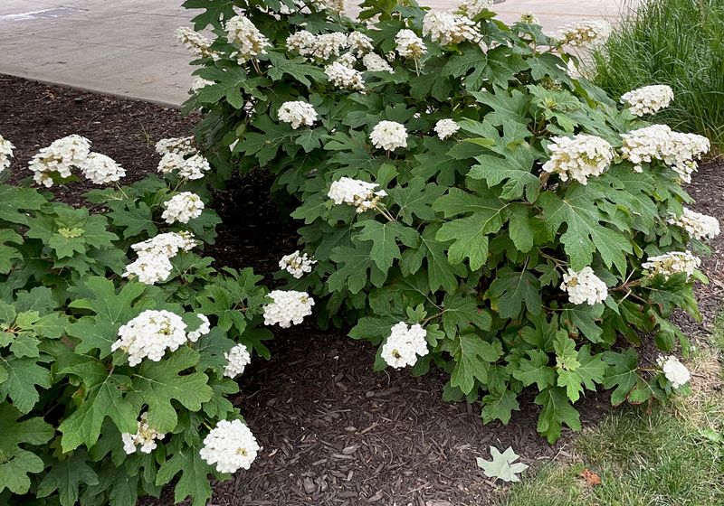 Flower shape alone cannot identify the pruning group