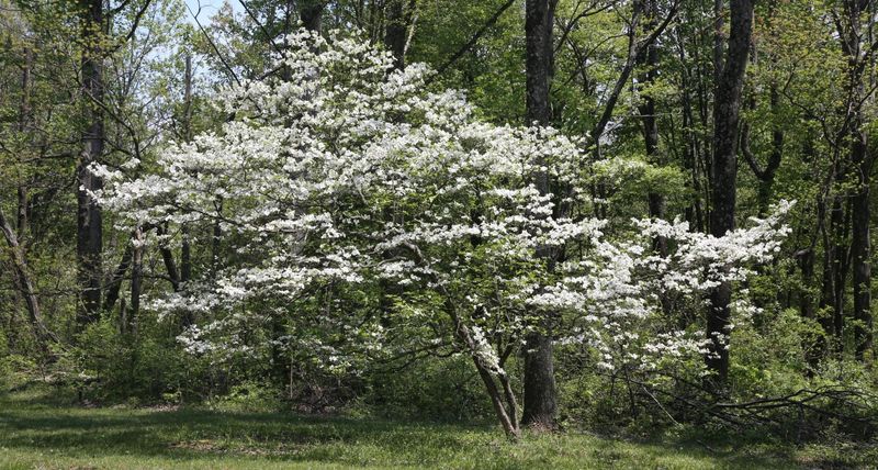 Flowering Dogwood