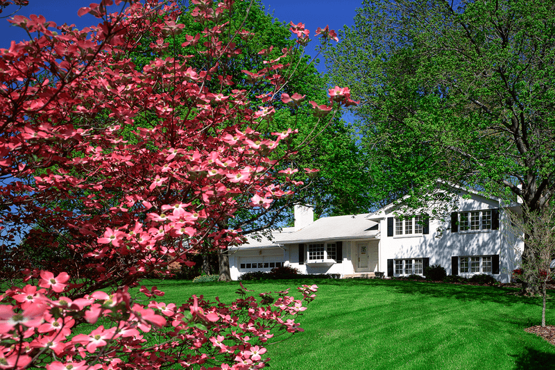 Flowering Dogwood