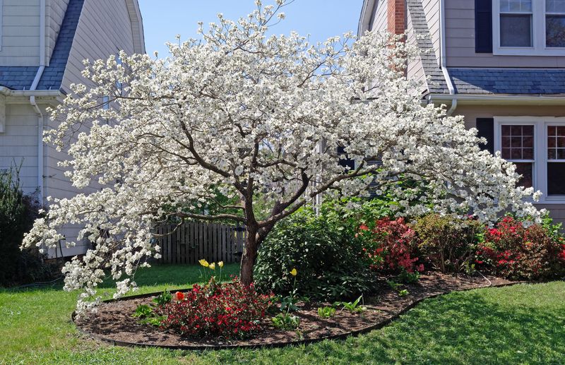Flowering Dogwoods (Wait Until After Bloom)