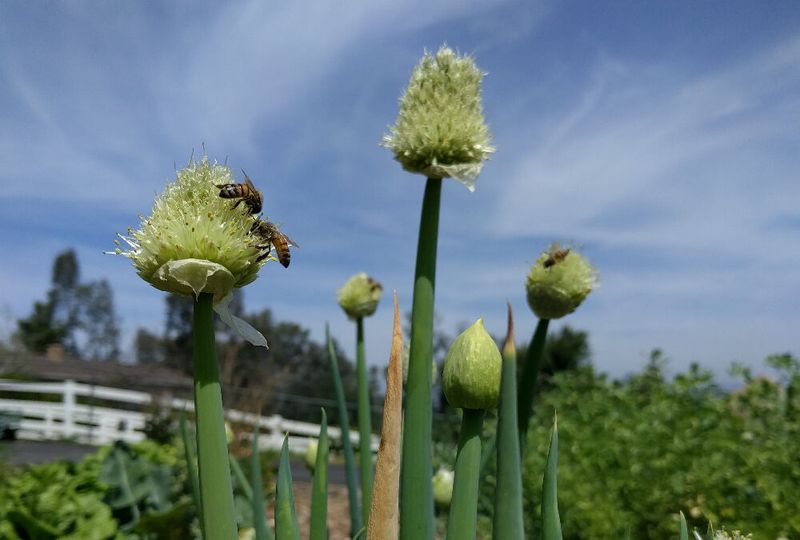 Flowering and bulbing respond to different cues