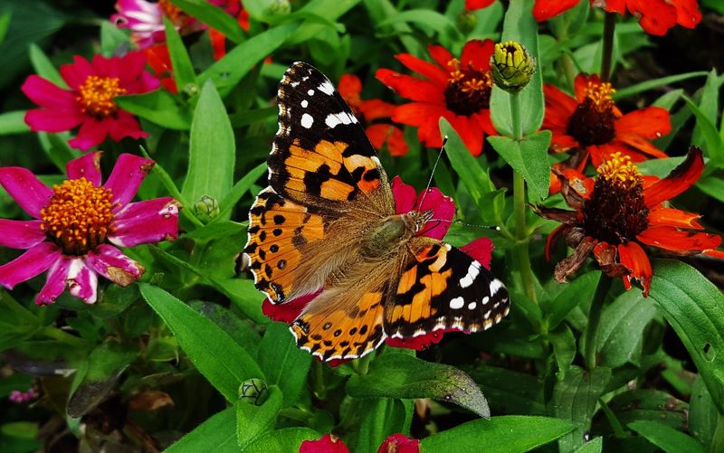Flowering plants give adults places to refuel
