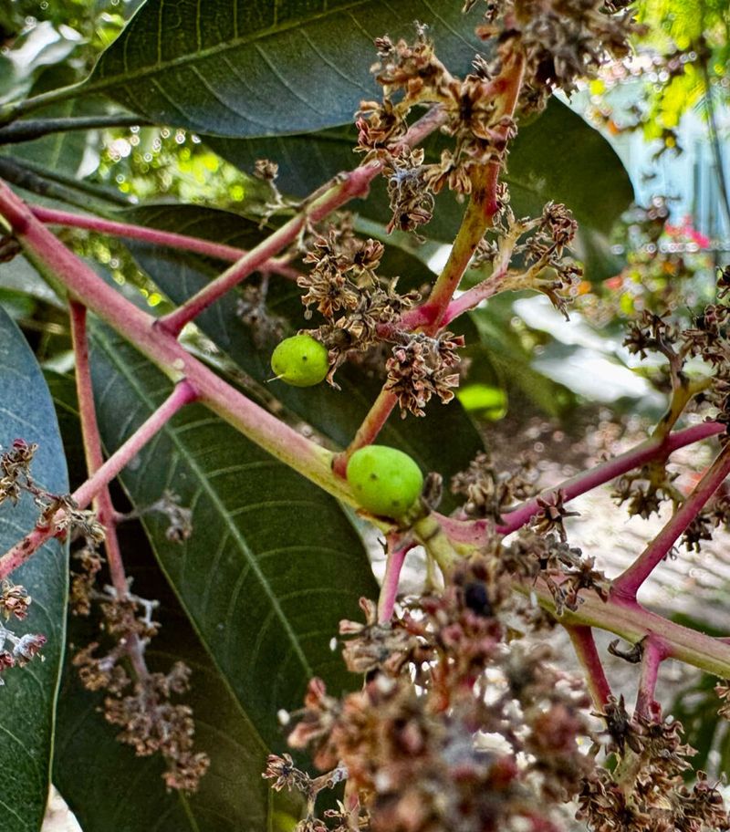 Flowers Are Not a Promise of Fruit Flowers Are Not a Promise of Fruit