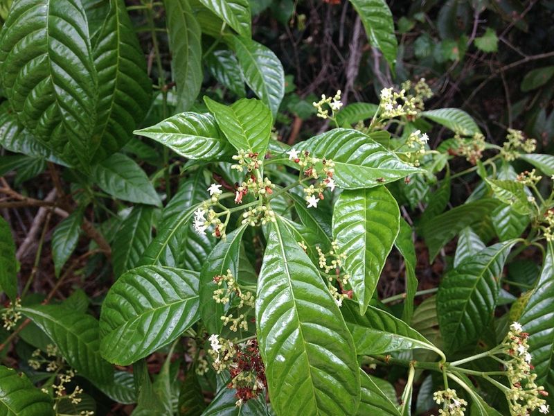 Flowers and fruit add value for wildlife