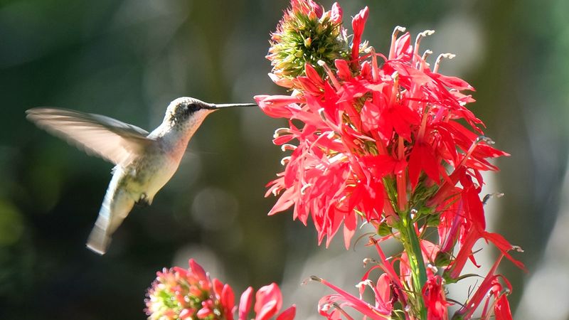 Flowers and insects remain the foundation