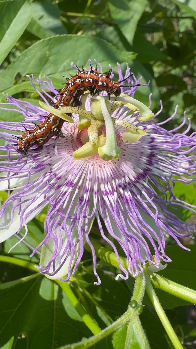 Flowers and wildlife value come with seasonal limits